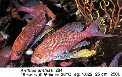 Anthias anthias